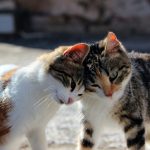 顎関節症は頭痛の原因になっているのか?