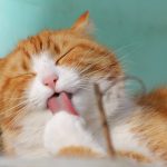 怒りは痛みを生む 首痛で頭が動かなくなった常連様