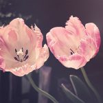 左膝の手術の後に出てきた腰痛と歩きにくさ