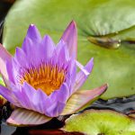 吐き気・食欲の無さと緊張の蓄積現象との関係