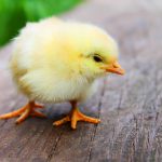 原因不明のじんましんと緊張の蓄積との関係は?